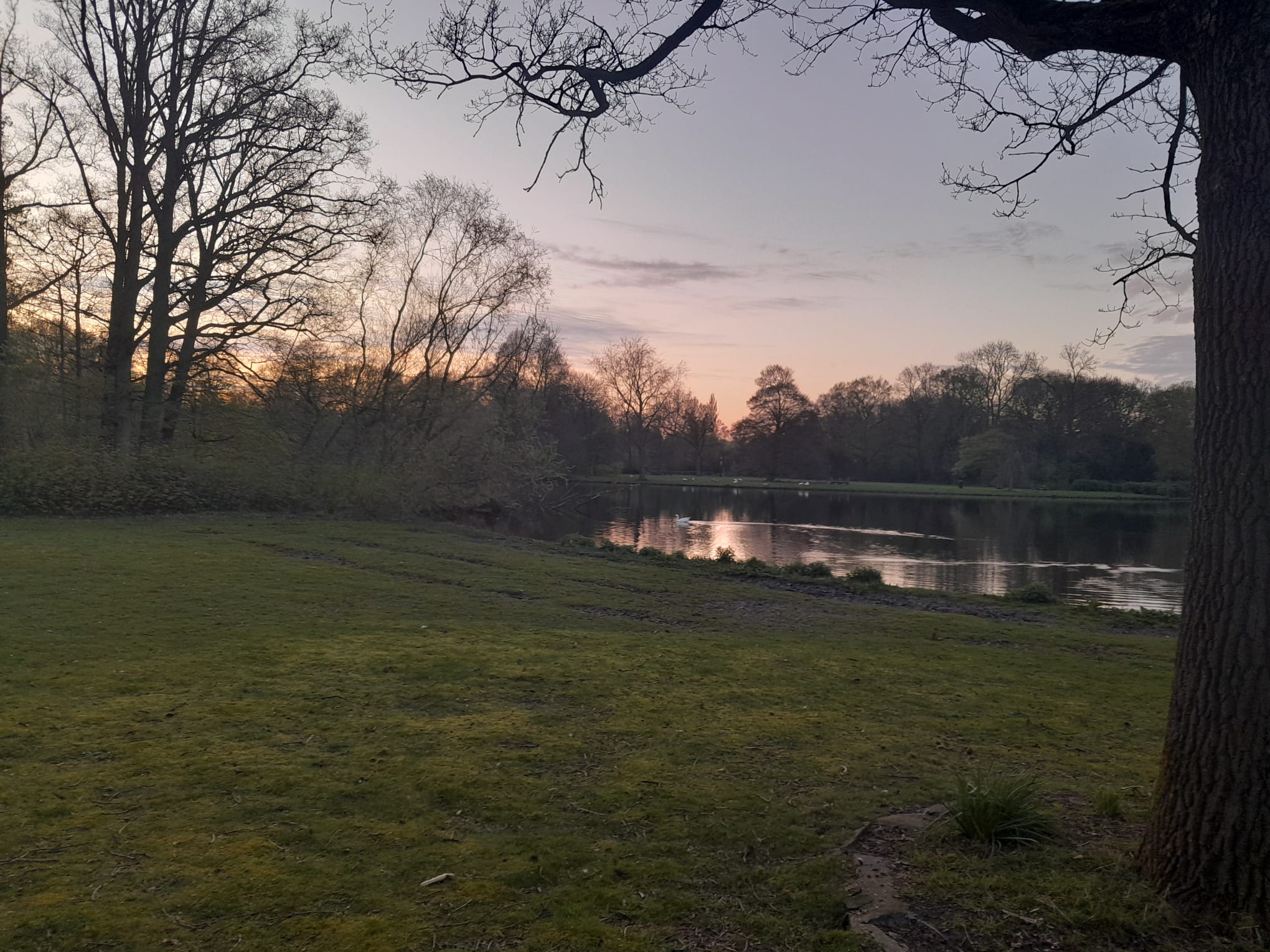 A photo of a goose in the water of the Stadspark, just after sunset